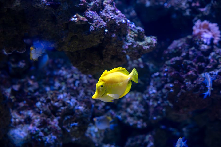 A vibrant yellow fish with a streamlined body, small dorsal fin, and rounded pectoral fins swims in a clear aquarium filled with dark, textured rocks and coral formations exhibiting various shades of purple, pink, and brown. The fish is positioned centrally, with its head slightly turned to the left, showcasing its bright coloration and smooth, shiny scales. In the background, other smaller fish with blue and white coloration are visible, blending into the environment among the rocky crevices and coral. Soft lighting highlights the vivid hues of the marine life and underwater terrain, creating a tranquil scene typical of an aquarium setting that emphasizes the diversity of aquatic species and their habitat. The environment appears clean and well-maintained, with the fish actively navigating the space, indicative of a controlled, purpose-built aquarium environment suitable for marine life observation and conservation efforts related to aquatic ecosystems and associated services such as waste management of aquarium facilities.